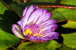 河塘里盛开的莲花