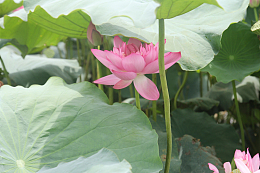 夏日荷花唯美