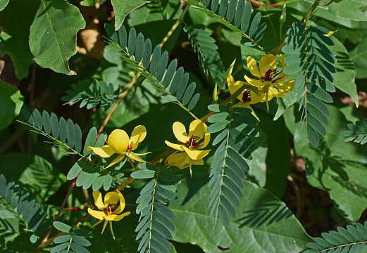 黄色豌豆花