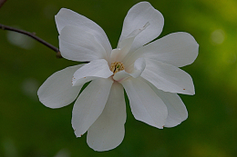 白色木兰花绽放