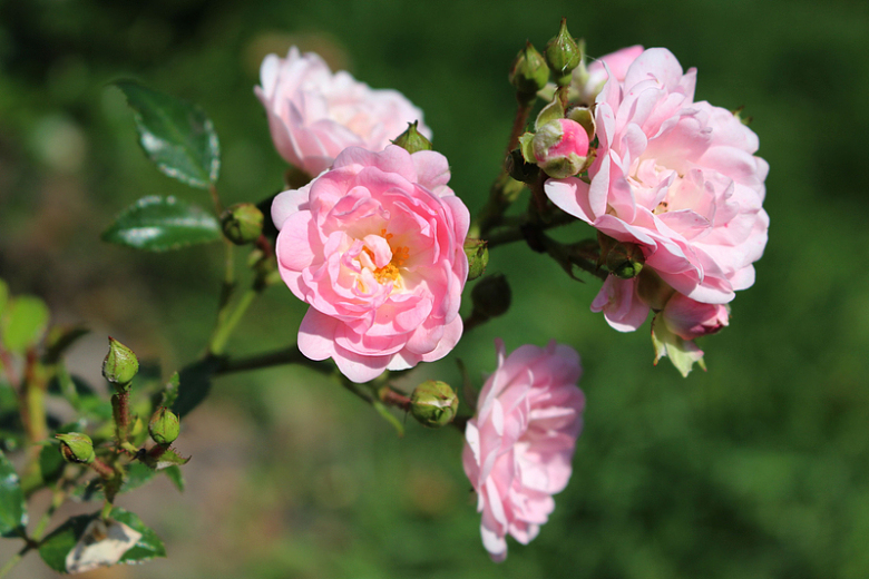 夏天粉色玫瑰花