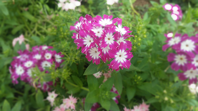 三色堇观赏花卉