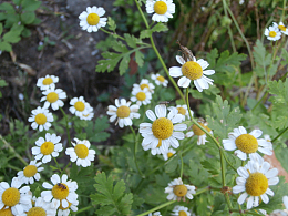 野生洋甘菊