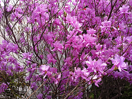 生机勃勃杜鹃花