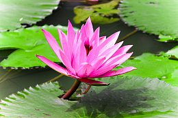 湖面上的粉色莲花
