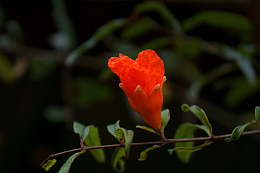 红色石榴花