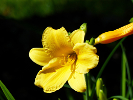 黄色百合花盛开