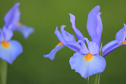 盛开百合花