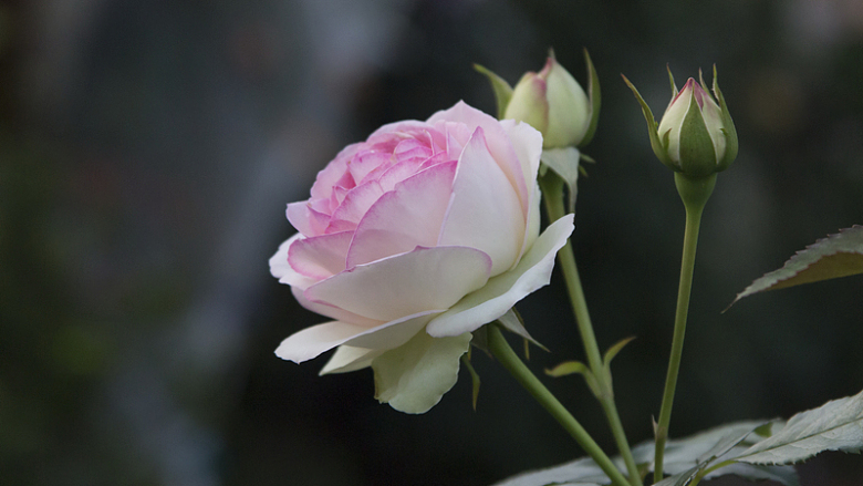 淡粉色玫瑰花唯美