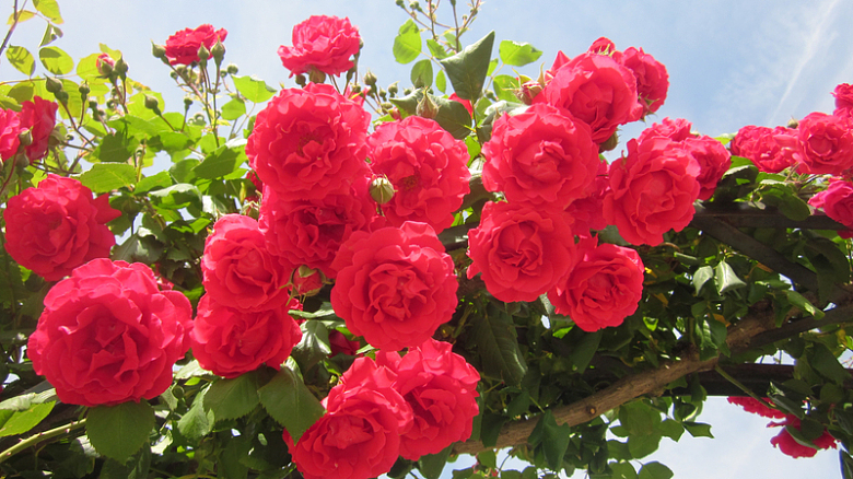 花园红色玫瑰花
