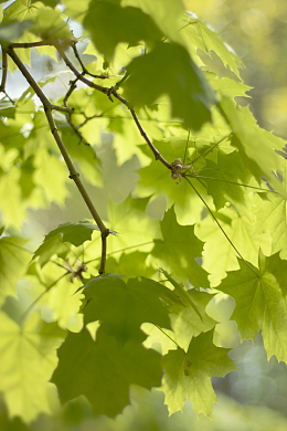 春天绿色嫩芽高清