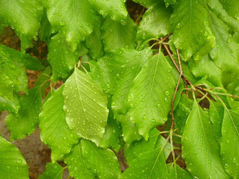 雨滴绿叶素材