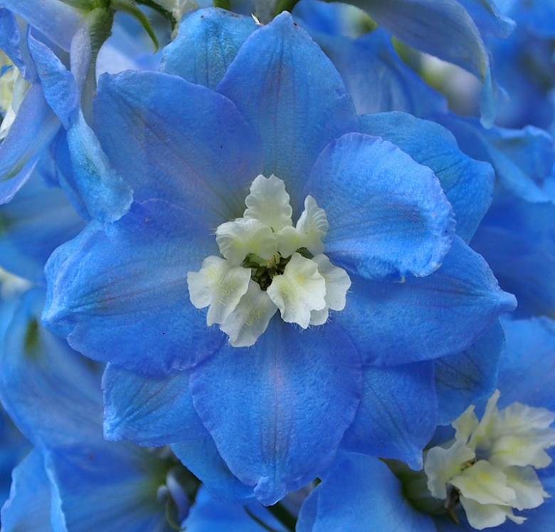 蓝色花朵微距
