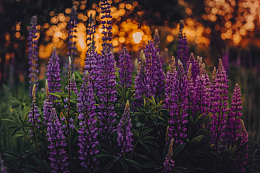 近景紫色鲁冰花