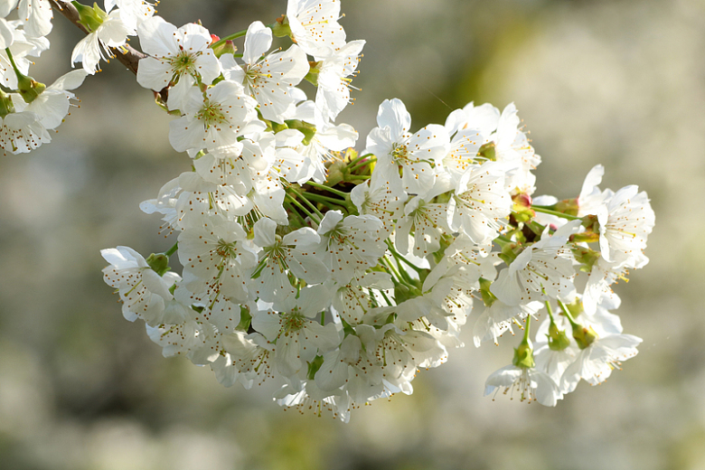 春天白色樱花开放