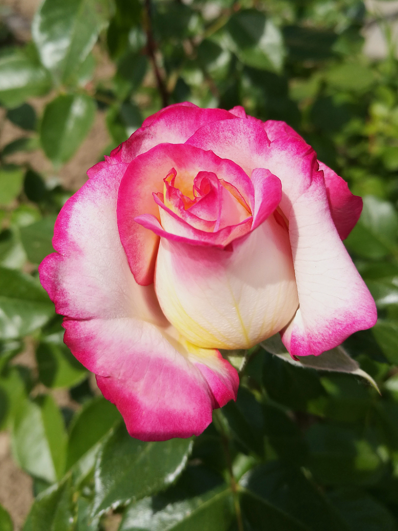 一只粉红玫瑰花