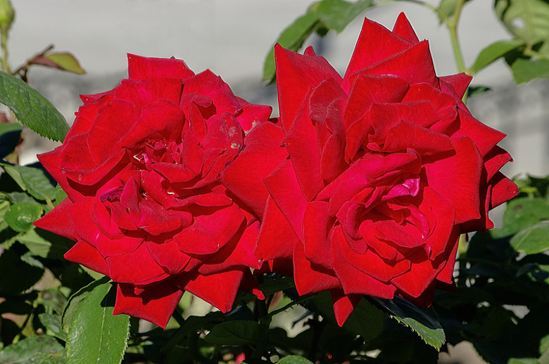 红色鲜玫瑰花