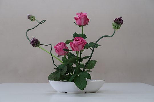 粉红色玫瑰花盆栽