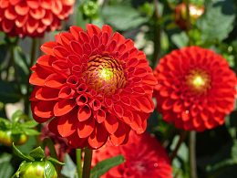 大朵红色大丽花