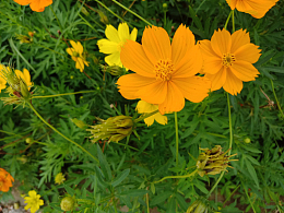 小雏菊花朵壁纸