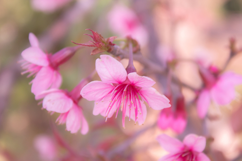 粉色桃花盛开唯美