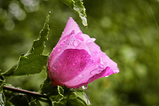 雨后木槿花特写