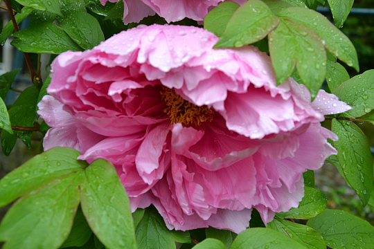 雨后粉色牡丹花