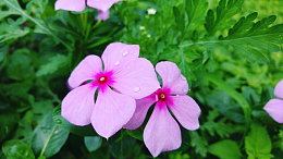 粉色长春花