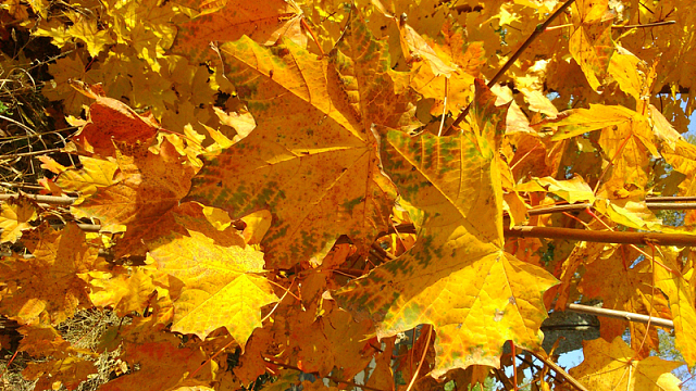 秋天黄色叶子
