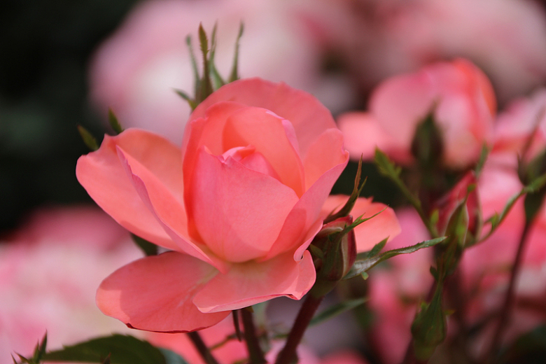 粉色玫瑰花高清