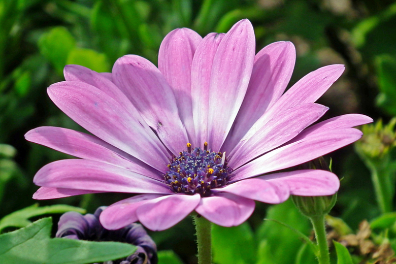 淡紫色花朵盛开