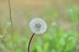 白色蒲公英花壁纸