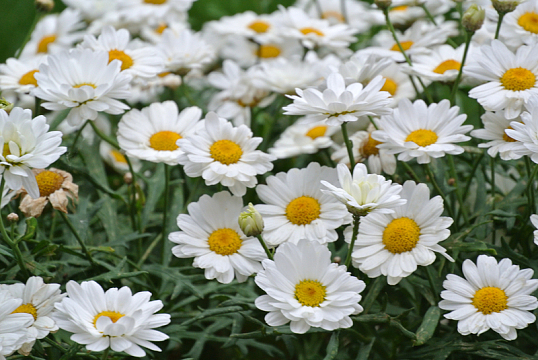 白色洋甘菊花海