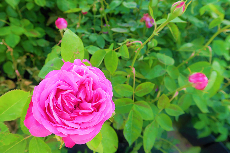 花园浪漫玫瑰花朵