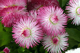 粉红色雏菊鲜花