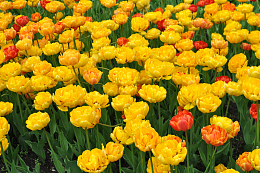 黄色郁金香花田