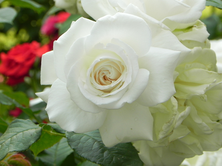 漂亮白玫瑰花朵
