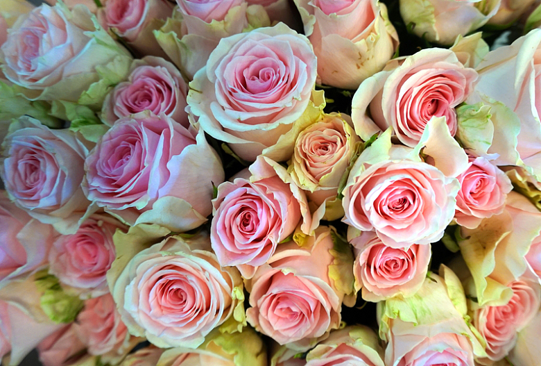 淡粉色玫瑰花束