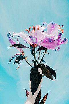 唯美花