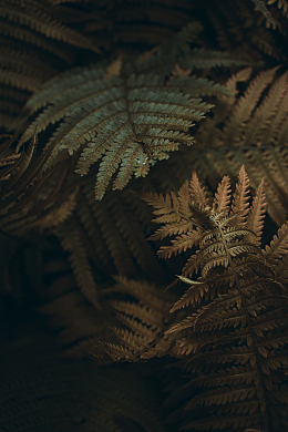 绿色蕨类叶子高清