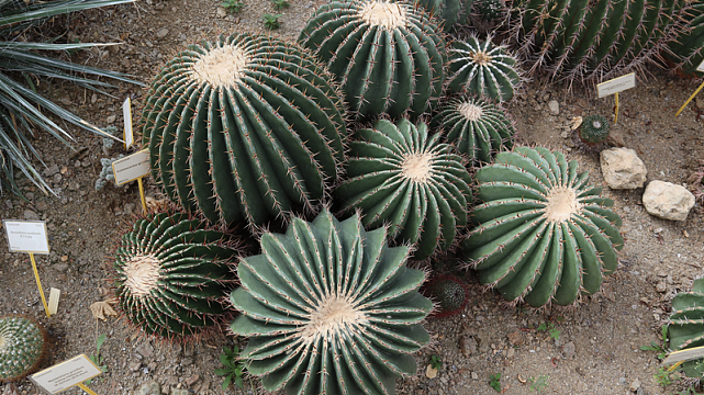 绿色植物仙人球