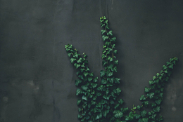 绿色爬山虎藤蔓植物