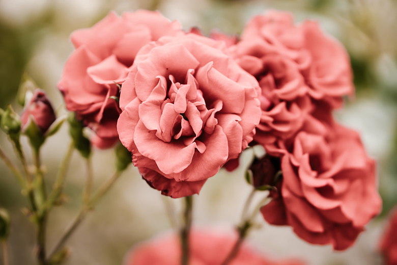 漂亮的粉玫瑰