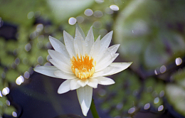一朵洁白莲花