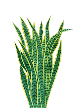 植物虎尾兰