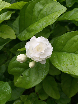 一朵白色茉莉花