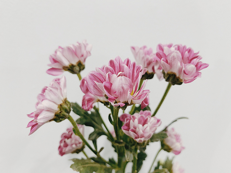 粉色菊花花束
