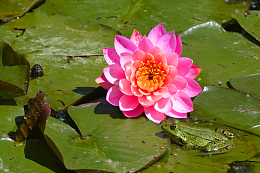 池塘睡莲花花朵