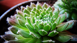 绿色肉肉植物盆栽