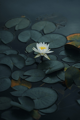 莲塘浮萍莲花
